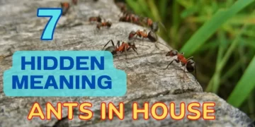 significant spiritual meaning of ants in the house