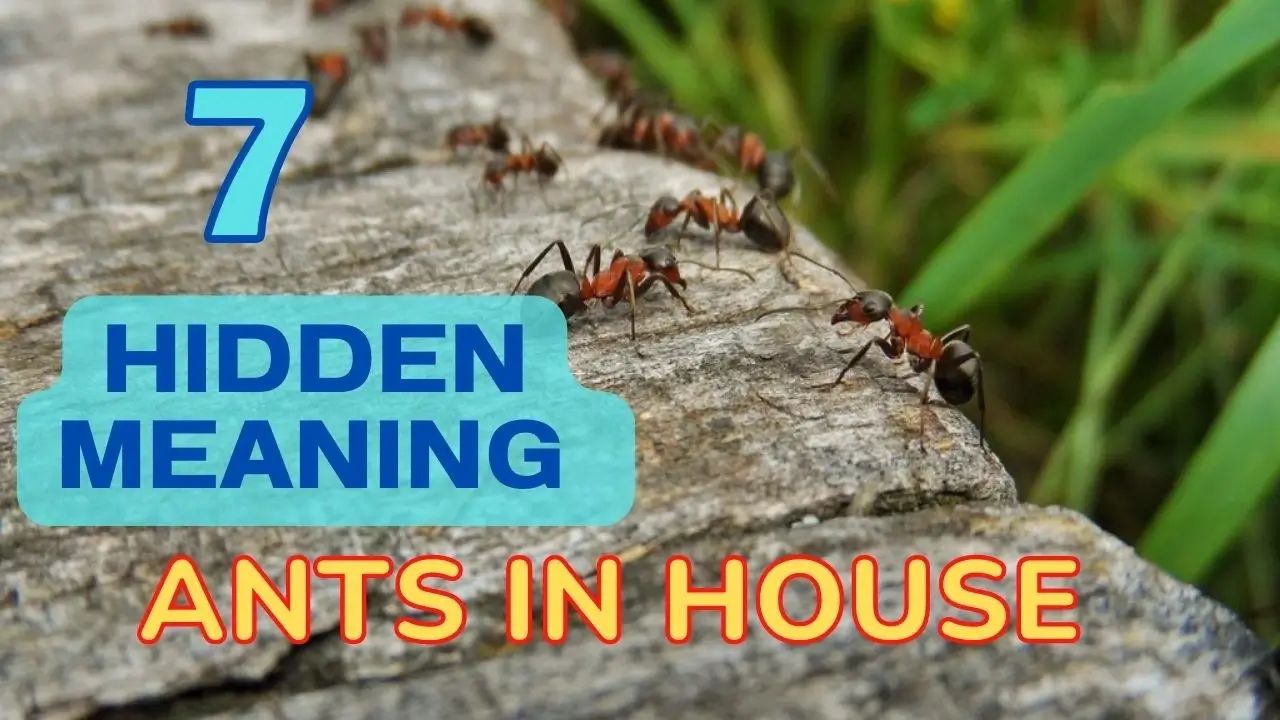 significant spiritual meaning of ants in the house