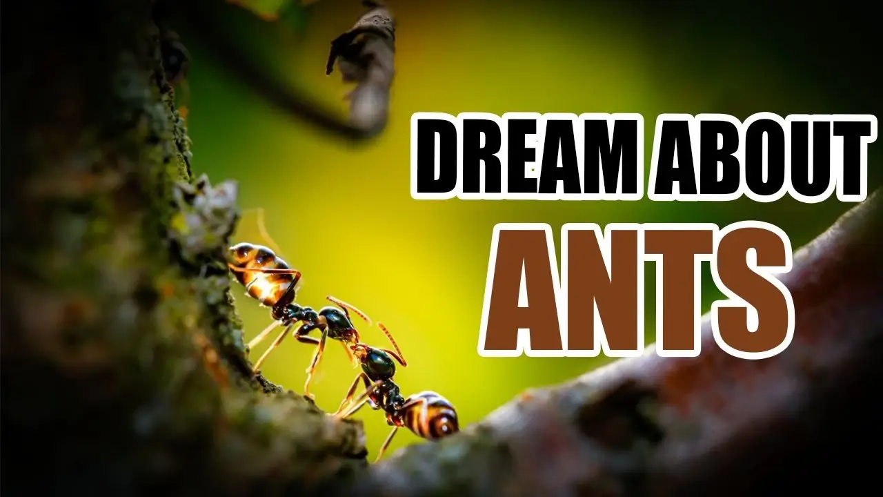 meaning-of-dream-about-ants